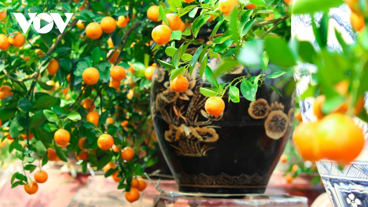 Tu Lien kumquat village prepares for Tet holiday